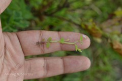 Lobelia heyneana
